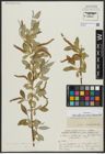 Foto von Salix alba subsp. micans (Andersson) Rech. f.